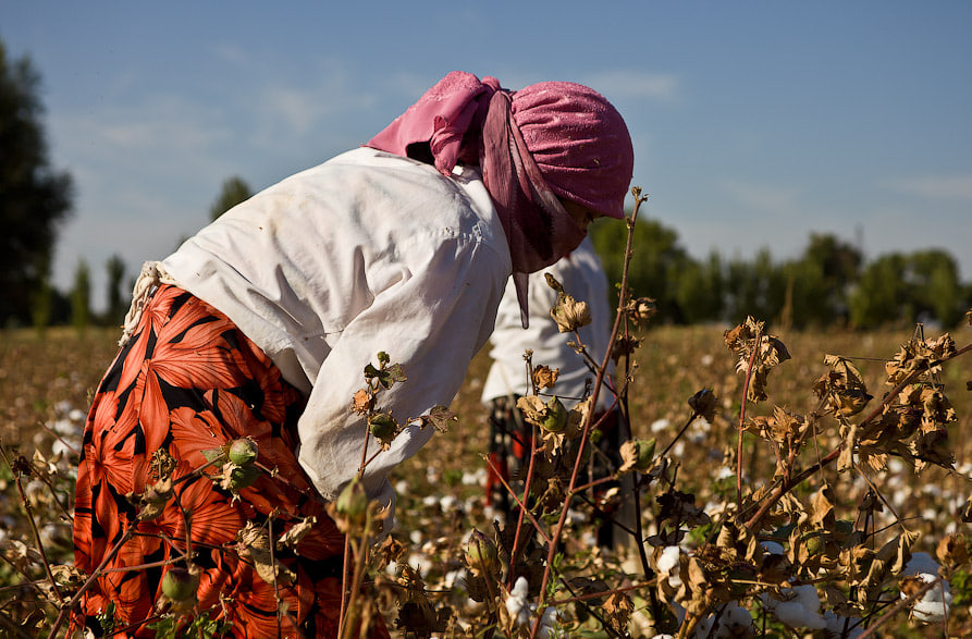 Teachers are going back to the cotton fields...